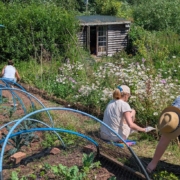 Volunteers working in a community garden