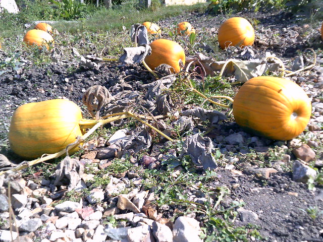 Pumpkins