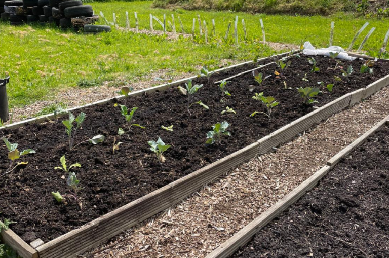 Screenshot 2024 10 15 163101 768x509