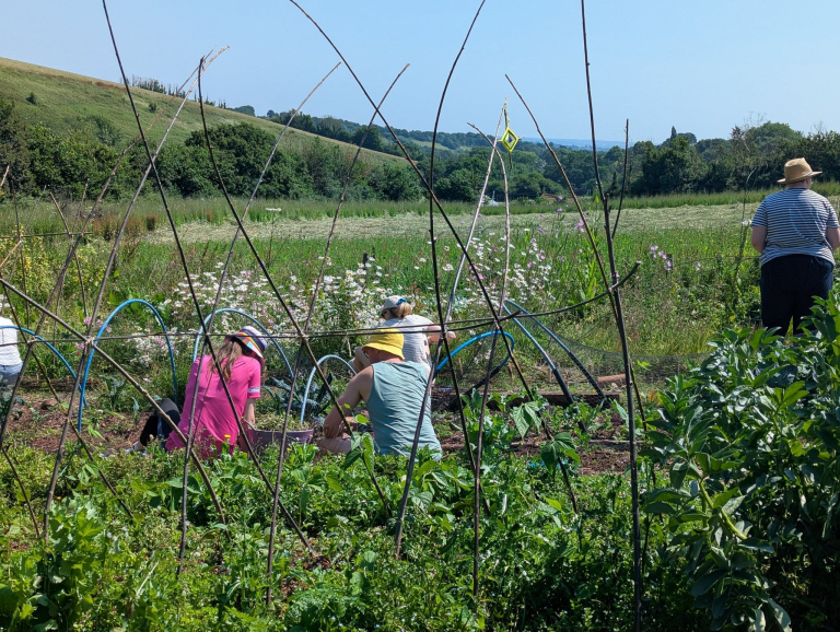 community garden 768x578
